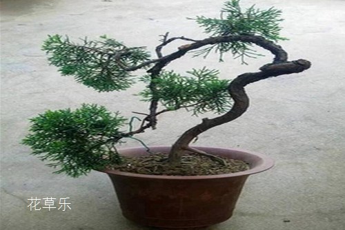 阿胶女人——日韩a片无码毛片免费看小说，千年养颜秘籍，滋养出东方女性的独特魅力