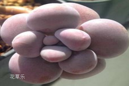 祛痘中药无人区无码乱码av片国产，生存还是毁灭，一触即发的极限挑战