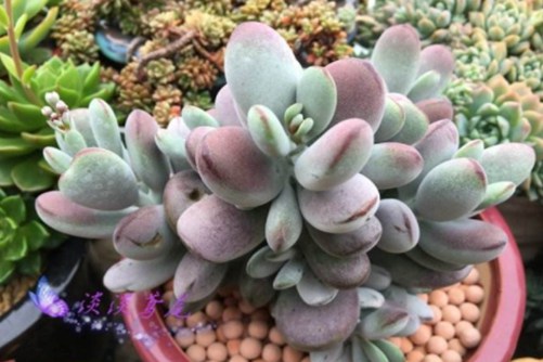 青芒无人区无码乱码av片国产，青春的璀璨光芒，照亮人生之路