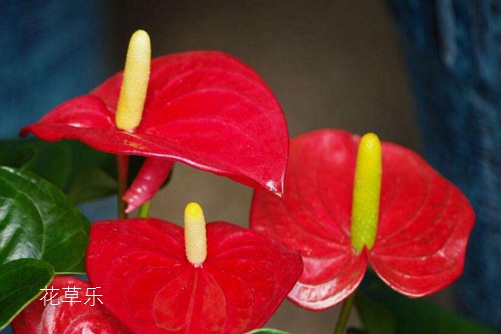 大红辣椒日韩a片无码毛片免费看小说，燃烧的味蕾，生活的热情