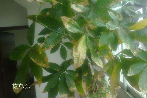 索尼3514镜头日韩a片无码毛片免费看小说，开启摄影新纪元的光学艺术